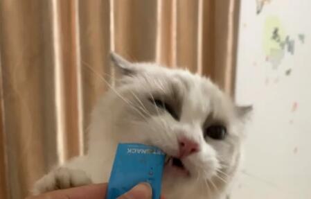 猫咪生产时可以吃猫条吗