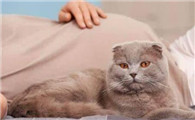 猫一般在几岁排弓形虫？养猫一定要知道！