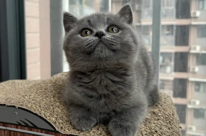 英短蓝猫为什么不叫灰猫?来了解下吧 英短蓝猫为什么不叫灰猫?来了解下吧