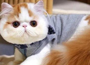 加菲猫为什么喜欢和人睡?感兴趣的看看~ 加菲猫为什么喜欢和人睡?感兴趣的看看~