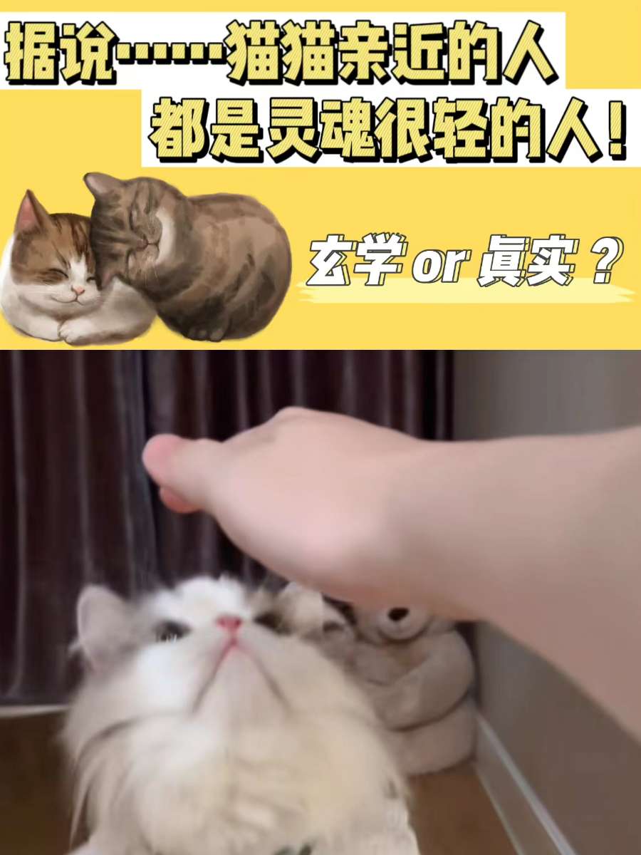 猫亲近的人，都是灵魂很轻的人！你相信吗？