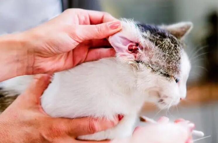 在宠物店给猫咪除耳螨要多少钱 在宠物店给猫咪除耳螨要多少钱