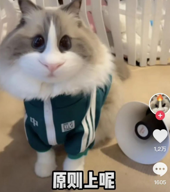 抖音有多少宠物博主