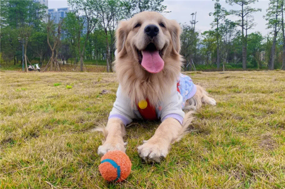 金毛属于什么犬？看看你是否知道
