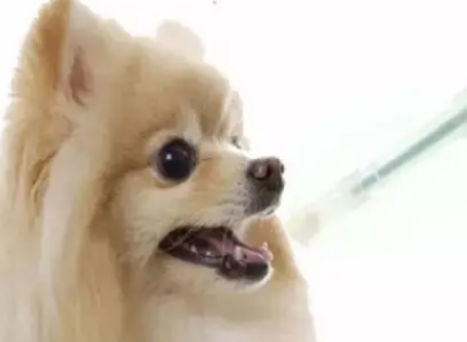 宠物店有感冒药卖吗