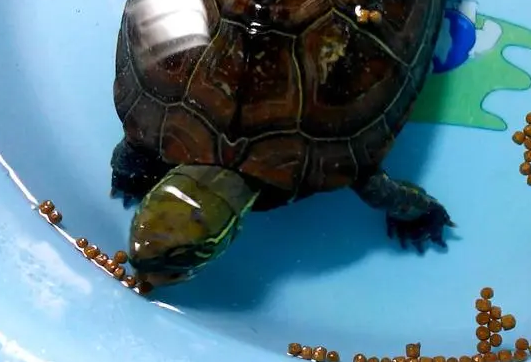 中华草龟为什么不吃龟粮 中华草龟为什么不吃龟粮