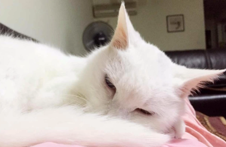 你们知道，猫咪发完情后会没精神吗?