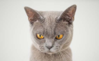 猫有多少牙齿？各位铲屎官有数过吗？