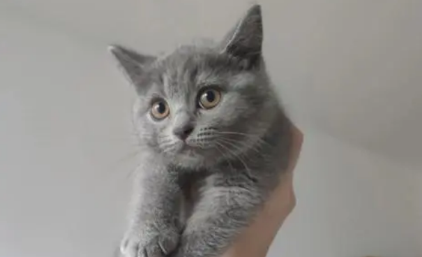 600一只蓝猫幼猫贵吗