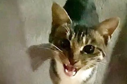 妹纸只是撸了一下流浪猫,竟每天被它尾随,最后不得不... 妹纸只是撸了一下流浪猫,竟每天被它尾随,最后不得不...