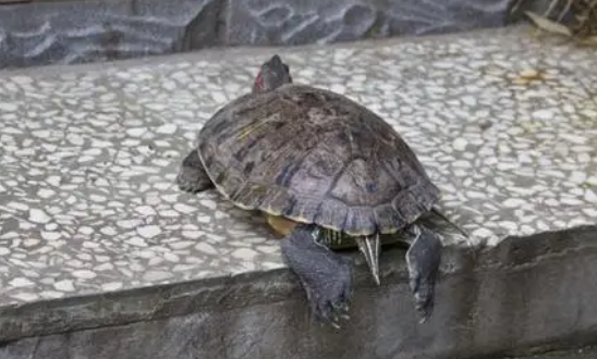 巴西龟会在水里下蛋吗?不知道来看看? 巴西龟会在水里下蛋吗?不知道来看看?