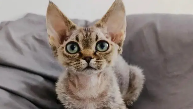 德文卷毛猫能吃螃蟹吗,尽量不要吃! 德文卷毛猫能吃螃蟹吗,尽量不要吃!