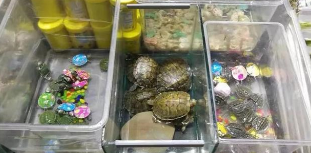 龟饲料在哪里买 龟饲料在哪里买