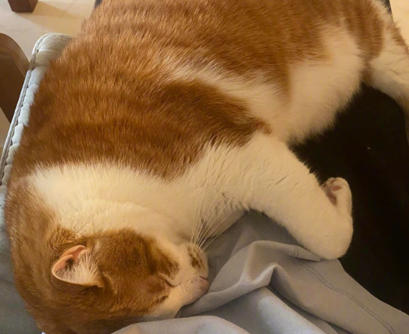 自从养了猫以后,我的脚就废了! 自从养了猫以后,我的脚就废了!