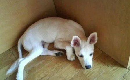 狗狗剃毛后会不会自卑？具体看这里！