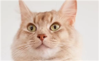 猫把主人当恋人的表现猫会把主人当恋人吗?这一点大家要明白。
