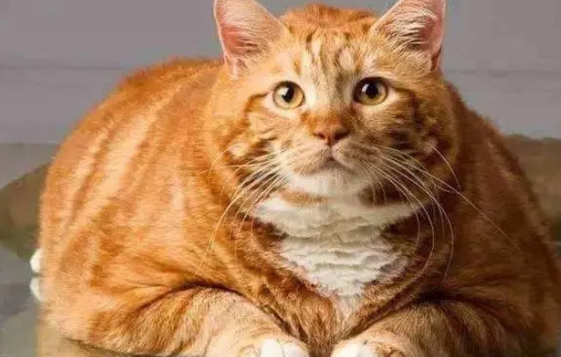 十大新手最好养的猫 十大新手最好养的猫