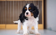 骑士查理王小猎犬牙齿怎么清洁护理方法