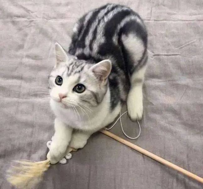逗猫棒的正确使用方法;特别是懒猫,肥猫 逗猫棒的正确使用方法;特别是懒猫,肥猫