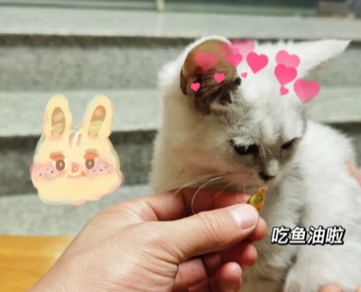 猫咪吃鱼油吗