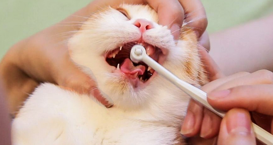 猫为什么不爱闻牙膏？原因在这里！