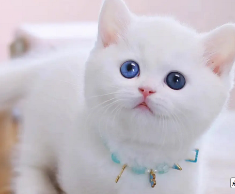 一个矮脚猫多少钱
