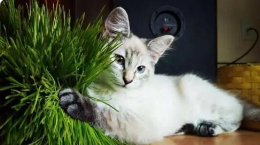为什么猫咪喜欢猫草 为什么猫咪喜欢猫草