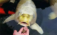 鱼粮是什么意思