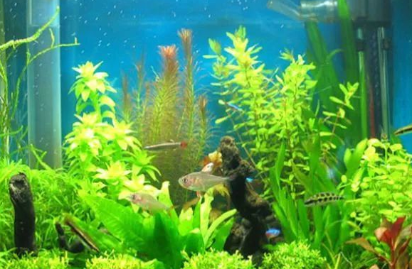 鱼缸怎样种水草