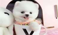 茶杯犬是什么品种的狗