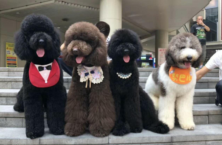 巨型贵宾犬黑色大概多少钱