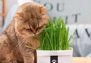 猫草有必要吗 猫草有必要吗