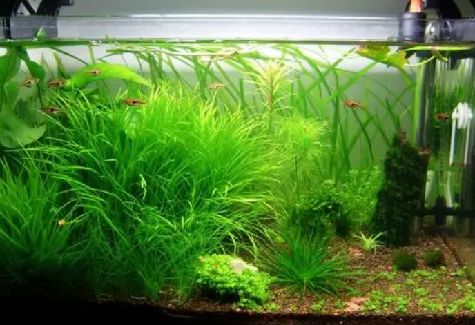 鱼缸里养水草对鱼有好处吗