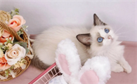 一个月小猫拉屎什么样？看完本文，你就知道了