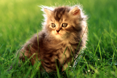 养宠小知识:猫咪吃诺氟沙星的剂量? 养宠小知识:猫咪吃诺氟沙星的剂量?