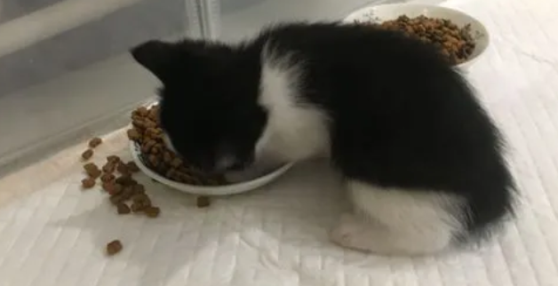 2个月猫吃多少粒猫粮？铲屎官一定要知道