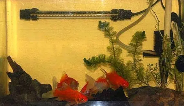鱼缸水质发黄怎么处理方法