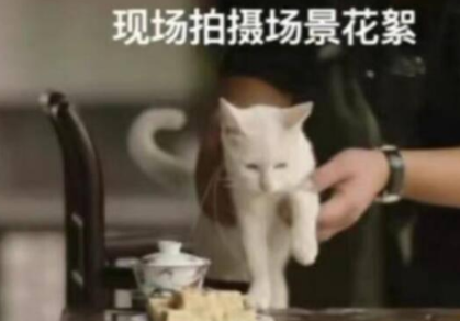 剧组虐猫事件造谣者被判刑!一只白猫引发的“风暴” 剧组虐猫事件造谣者被判刑!一只白猫引发的“风暴”