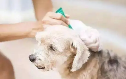 狗狗体外驱虫针对什么虫