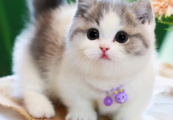 矮脚猫体重标准
