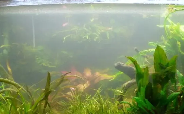 鱼缸里的水很浑浊怎么处理