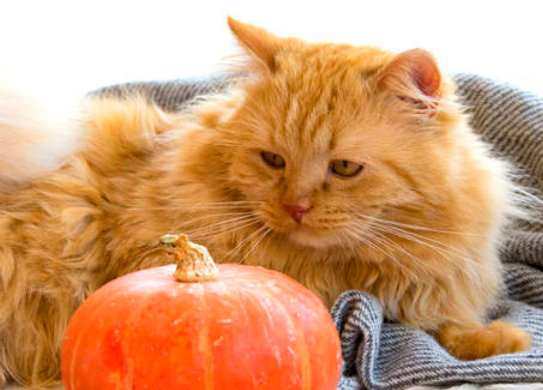 猫可以吃南瓜吗煮的，想知道的来看看！