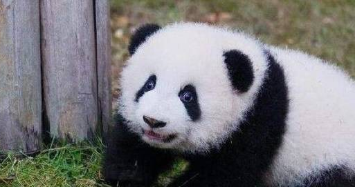 熊猫对奶爸的举动感到不满，张口满满的撒娇 