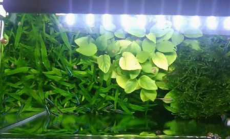 鱼缸放哪种水草好一点 鱼缸放哪种水草好一点