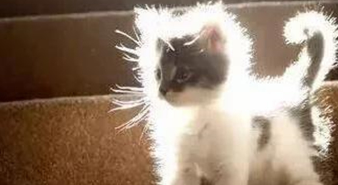猫咪小知识:尾巴像鸡毛掸子的猫叫什么? 猫咪小知识:尾巴像鸡毛掸子的猫叫什么?