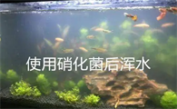 怎样自制硝化细菌