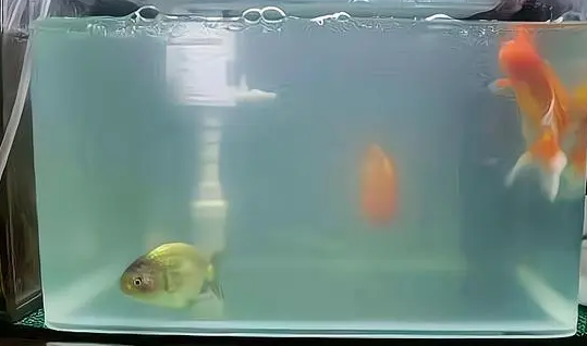 鱼缸水白茫茫的怎么办