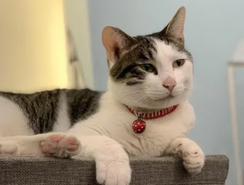 为什么不能收别人送的猫 为什么不能收别人送的猫