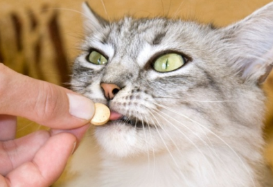 猫驱虫怎么驱虫