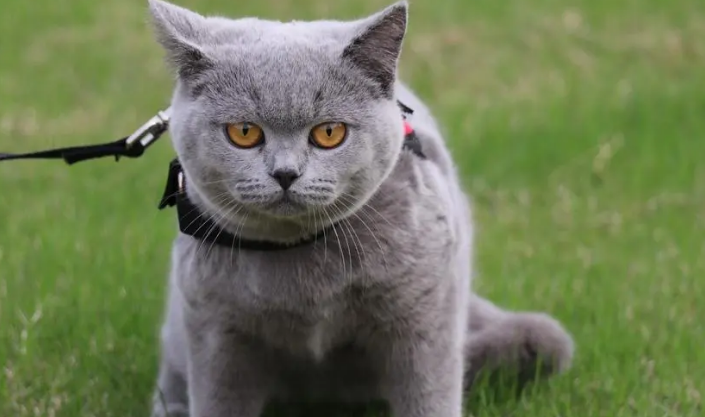 蓝猫的智商高吗 蓝猫的智商高吗